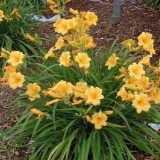 Priprema ljiljana za zimu: kada početi, rezidba i sklonište